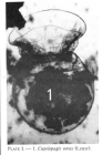 Cupelopagis vorax