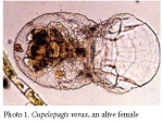 Cupelopagis vorax