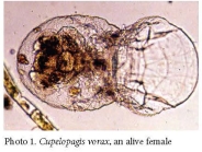 Cupelopagis vorax