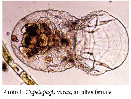 Cupelopagis vorax Cupelopagis vorax