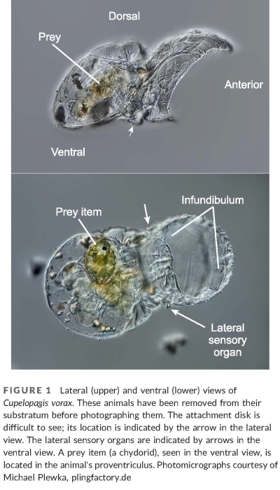 Cupelopagis vorax Cupelopagis vorax