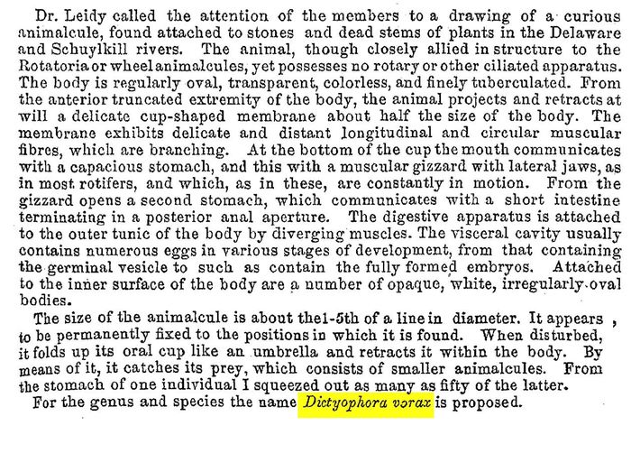 Cupelopagis vorax - Original description image