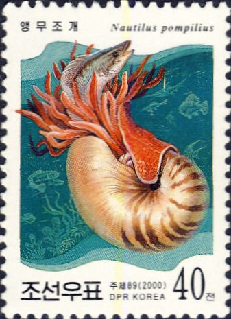 Nautilus pompilius Nautilus pompilius