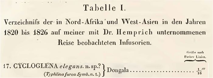 Cycloglena elegans - Original description image