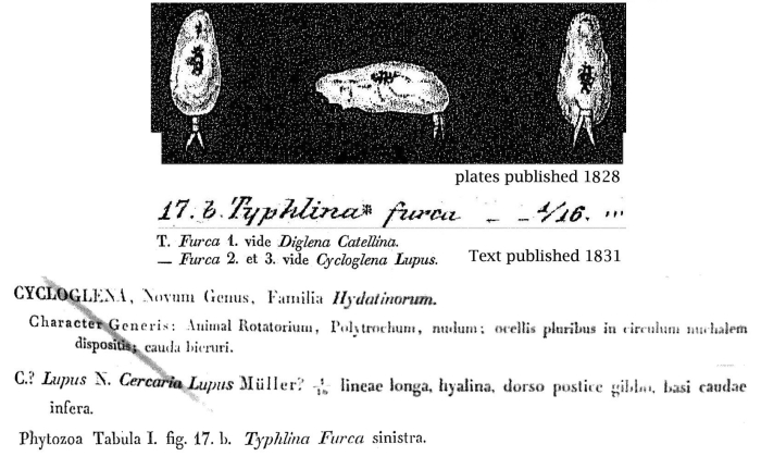 Cycloglena furca - Original description image