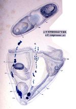 Cyphonautes compressus