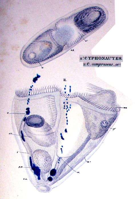 Cyphonautes compressus Cyphonautes compressus