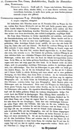 Cyphonautes compressus - Original description image