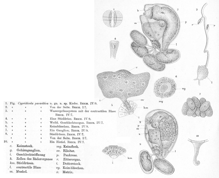 Cypridicola parasitica