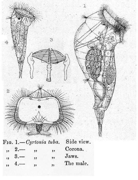 Cyrtonia tuba