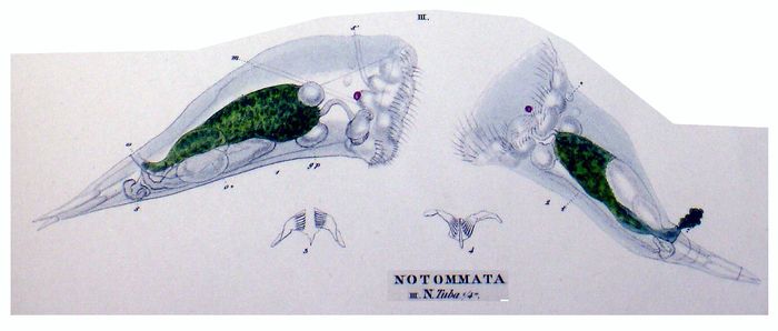 Cyrtonia tuba