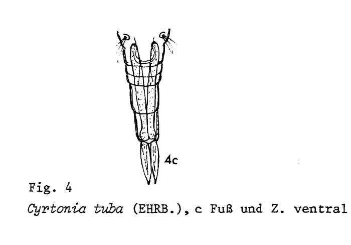 Cyrtonia tuba