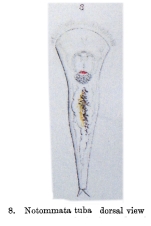 Cyrtonia tuba