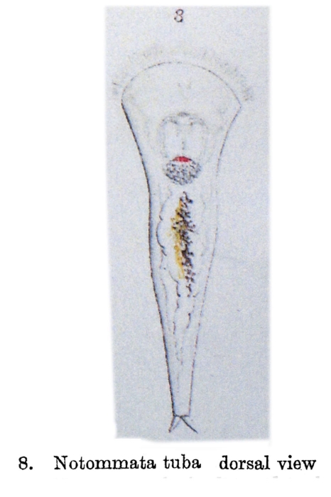 Cyrtonia tuba