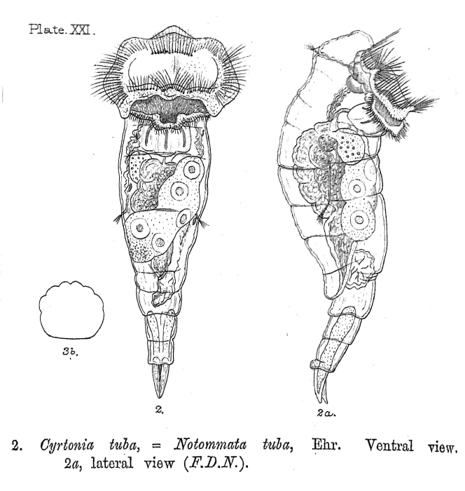 Cyrtonia tuba