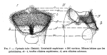 Cyrtonia tuba