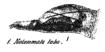 Cyrtonia tuba