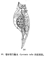 Cyrtonia tuba