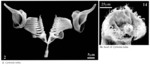 Cyrtonia tuba