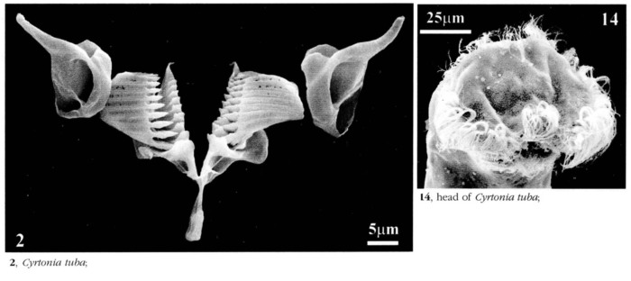 Cyrtonia tuba