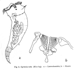 Cyrtonia tuba