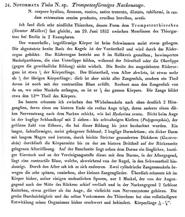 Cyrtonia tuba - Original description image