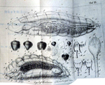 Cystophthalmus ehrenbergii