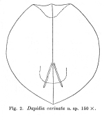 Dapidia carinata - Original description image