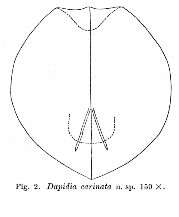 Dapidia carinata - Original description image