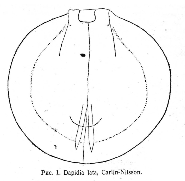 Dapidia lata
