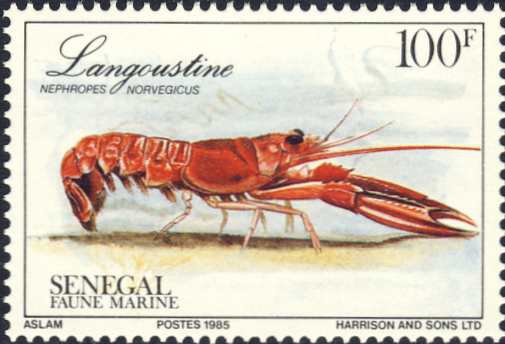 Nephrops norvegicus