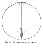 Dapidia lata - Original description image