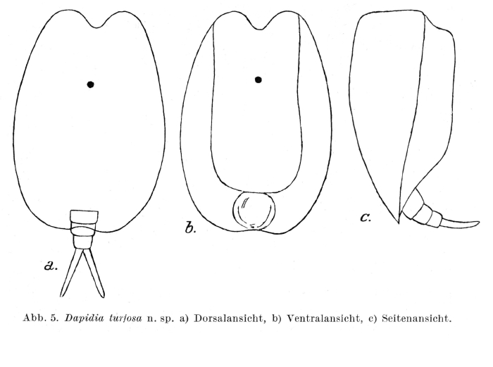 Dapidia turfosa - Original description image