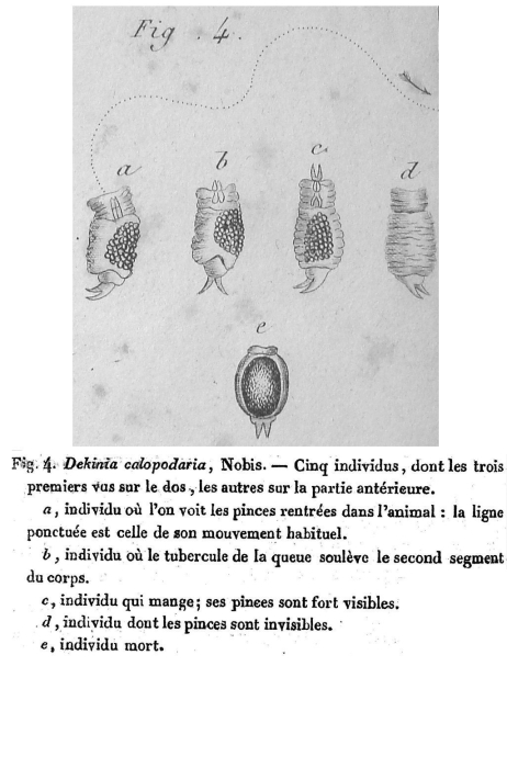 Dekinia calopodaria - Original description image