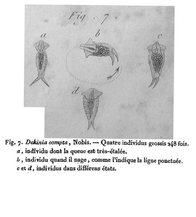 Dekinia compta - Original description image