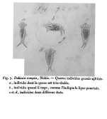 Dekinia compta