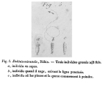 Dekinia minutula - Original description image