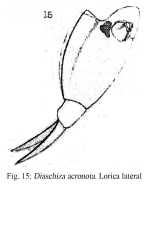 Diaschiza acronota - Original description image