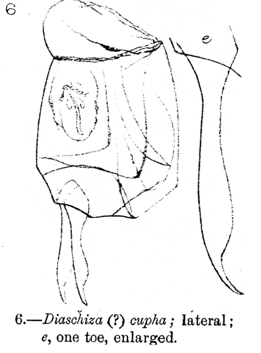 Diaschiza cupha - Original description image