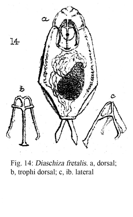 Diaschiza fretalis Diaschiza fretalis