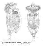 Diaschiza lacinulata