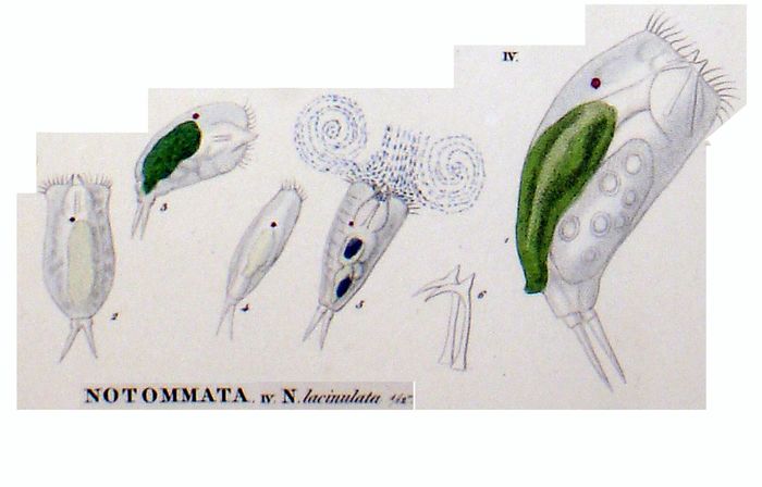 Diaschiza lacinulata