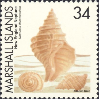 Neptunea decemcostata Neptunea decemcostata