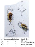 Diaschiza lacinulata