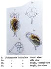 Diaschiza lacinulata