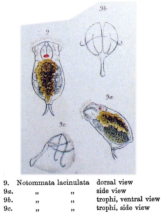 Diaschiza lacinulata