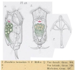 Diaschiza lacinulata