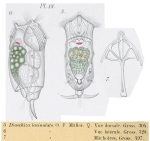Diaschiza lacinulata