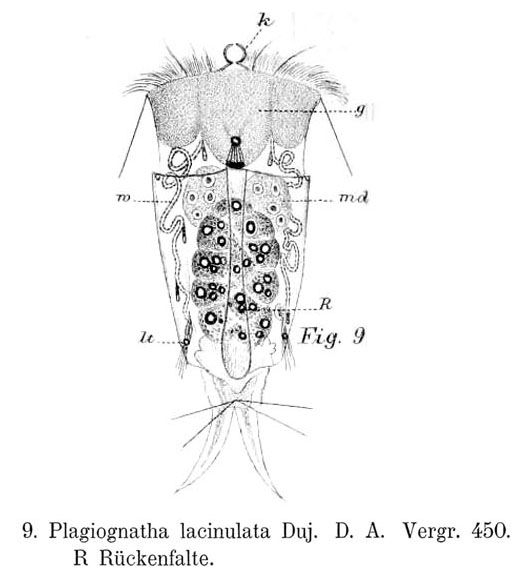 Diaschiza lacinulata