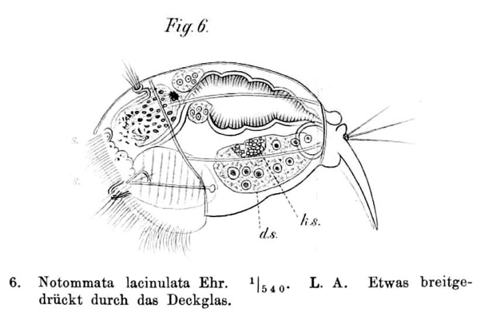Diaschiza lacinulata